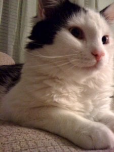 jgsmorecat.jpg