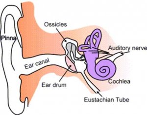 eustachian-tube.jpg