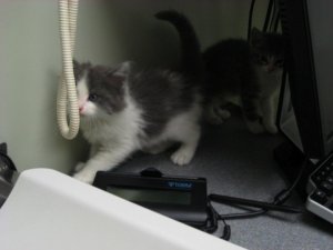 carltonkitty.jpg