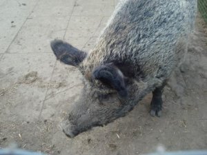 piggyatbedesworld.jpg