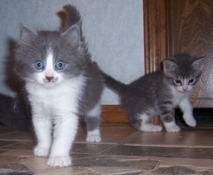kittyineed.jpg