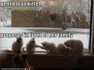 funny-pictures-cat-proposes-to-other-cat.jpg