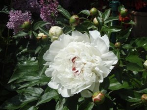 Paeony Duchess de Nemours.jpg