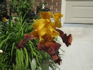 Iris germanica Supreme Sultan.jpg
