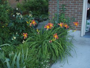 Hemerocallis Pardon Me 01.jpg