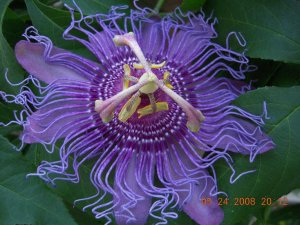 xDSCN0440.jpg