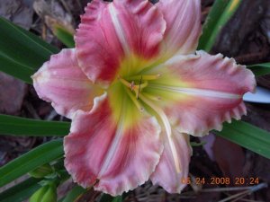xDSCN0460.jpg