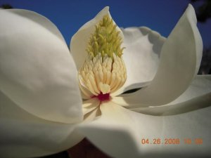 xmagnolia.jpg