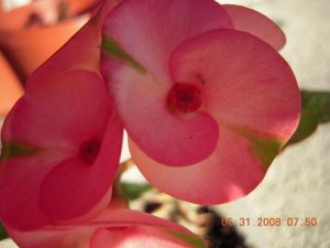 xDSCN0485.jpg