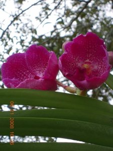 zDSCN0638.jpg