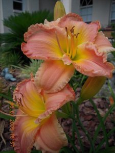 xDSCN0541.jpg