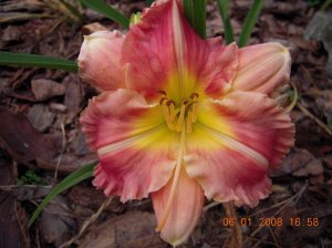 xDSCN0543.jpg