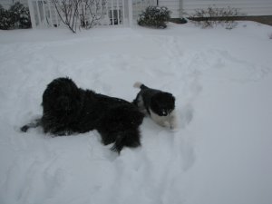 snowstorm432.JPG