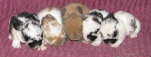 baby bunnies 11 days.jpg