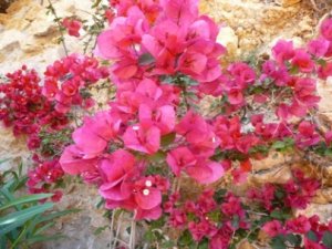 gardenmalle 004.jpg