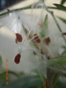 SSCN6069.JPG