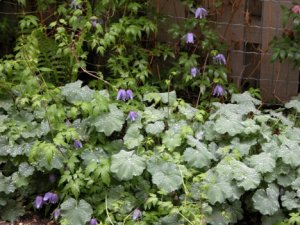 clematis and alchemila mollis 02.jpg