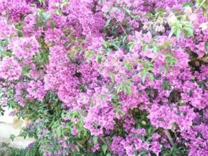gardenmalle 008.jpg