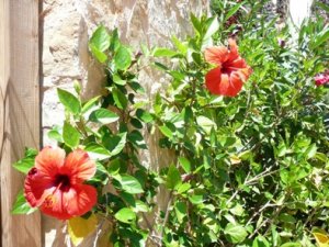 gartenmalle 001.jpg