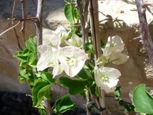 gartenmalle 003.jpg