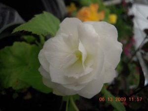 SSCN6285.JPG