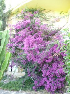 Mallegarden 007.jpg