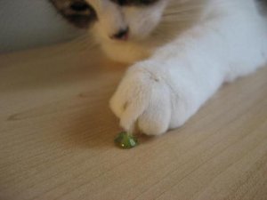 gem 00099876611.jpg