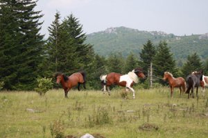 IMG_2108_edited-1.jpg