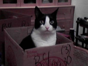 bigtkitty.jpg