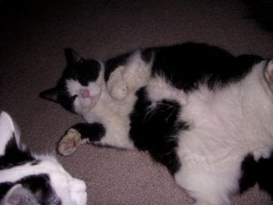 checkerpiekitty.jpg