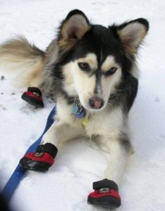 TBone_Snow_Dogs.jpg
