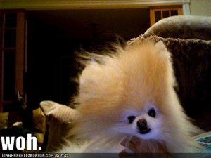 loldogswoh.jpg