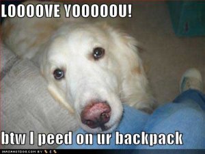 loldogslooooveyooooubtwipeedonurbackpack.jpg