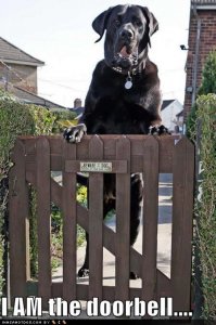 funny-dog-pictures-am-doorbell.jpg