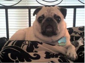 Braxton on the bed.JPG