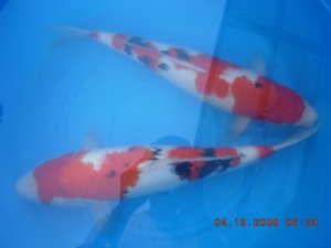 koi 12800.jpg