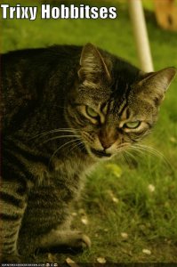 lolcatstrixyhobbitses.jpg