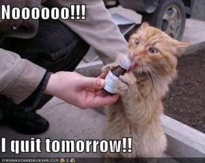 lolcatsnooooooiquittomorrow.jpg