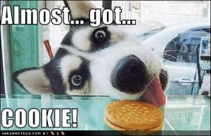loldogsalmostgotcookie.jpg