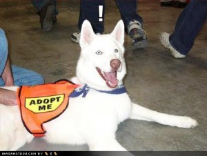 adoptme.jpg