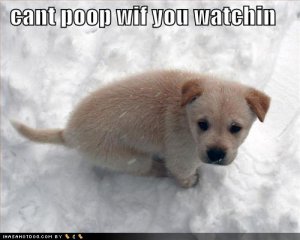 cantpoopwifyouwatchin.jpg