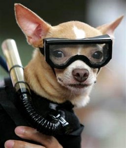 scuba-diving-chihuahua-02.jpg