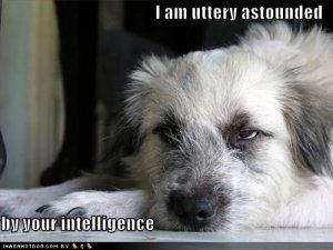 loldogsutterlyastounded.jpg
