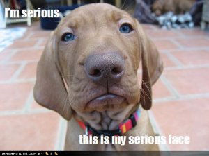loldogsthisismyseriousface.jpg
