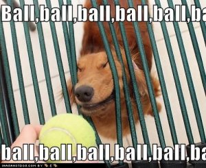 loldogsballballball.jpg