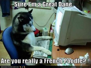 loldogschatting.jpg