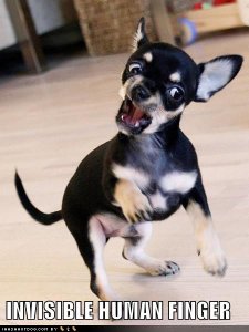 loldogsinvisiblefinger.jpg