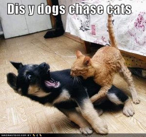 loldogsdisydogschasecats.jpg