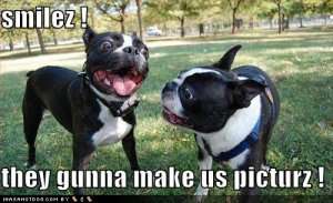 loldogsgunnamakepicturz.jpg