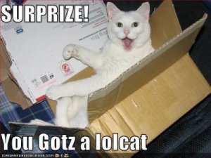 surprizecat.jpg